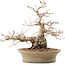 Carpinus coreana, 31 cm, ± 50 Jahre alt, in einem Topf mit mehreren Chips