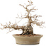 Carpinus coreana, 31 cm, ± 50 years old, in a pot with multiple chips