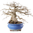 Carpinus coreana, 21,5 cm, ± 50 ans