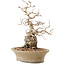 Carpinus coreana, 31 cm, ± 50 years old, in a pot with multiple chips