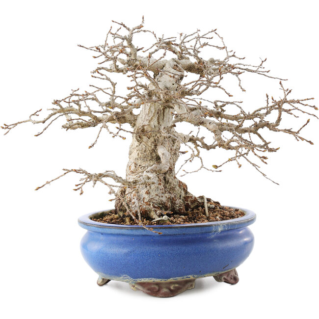 Carpinus coreana, 21,5 cm, ± 50 ans