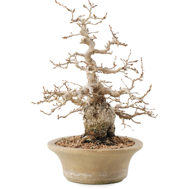 Carpinus coreana, 31 cm, ± 50 years old, in a pot with multiple chips