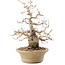 Carpinus coreana, 31 cm, ± 50 years old, in a pot with multiple chips