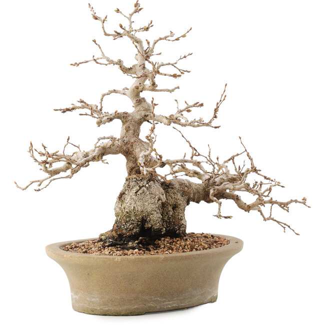 Carpinus coreana, 31 cm, ± 50 jaar oud, in pot met meerdere chips