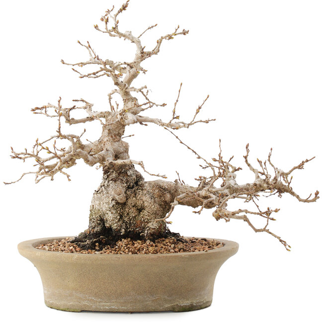 Carpinus coreana, 31 cm, ± 50 ans, en pot avec plusieurs copeaux