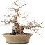 Carpinus coreana, 31 cm, ± 50 years old, in a pot with multiple chips