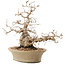 Carpinus coreana, 31 cm, ± 50 years old, in a pot with multiple chips