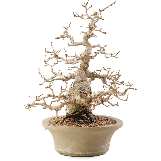 Carpinus coreana, 31 cm, ± 50 ans, en pot avec plusieurs copeaux