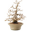 Carpinus coreana, 31 cm, ± 50 years old, in a pot with multiple chips