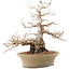 Carpinus coreana, 31 cm, ± 50 years old, in a pot with multiple chips