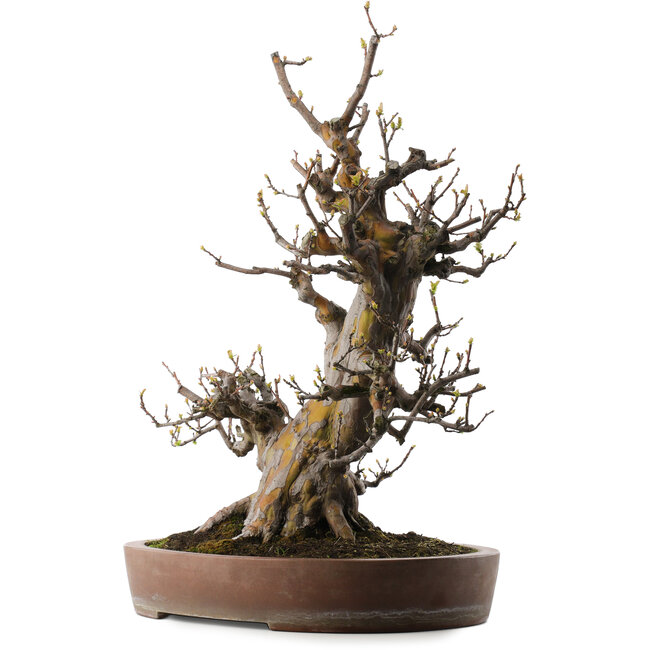 Pseudocydonia sinensis, 67 cm, ± 40 jaar oud