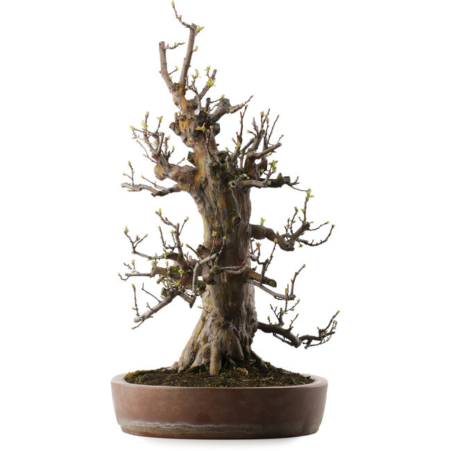 Pseudocydonia sinensis, 67 cm, ± 40 years old