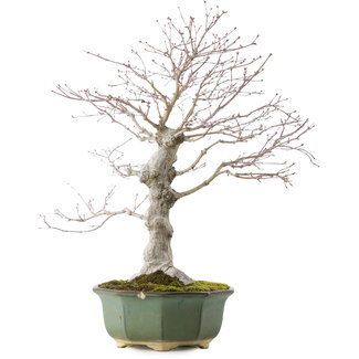 Acer palmatum, 49,5 cm, ± 20 anni