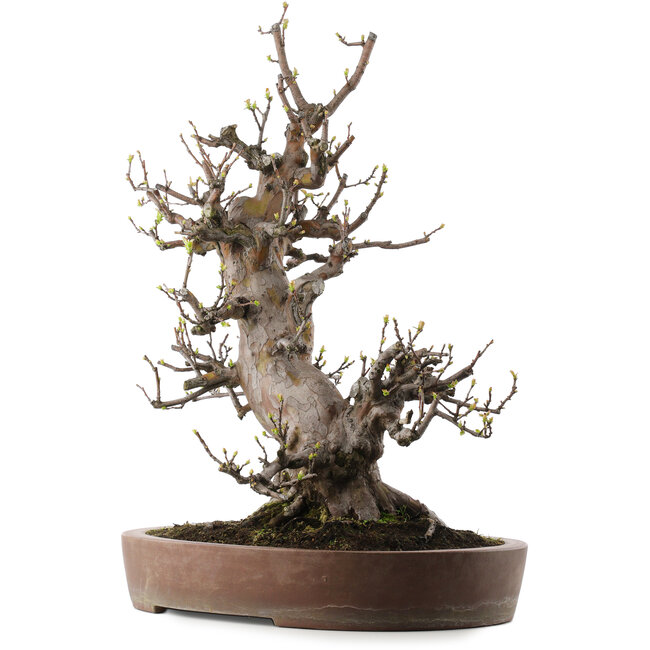 Pseudocydonia sinensis, 67 cm, ± 40 jaar oud