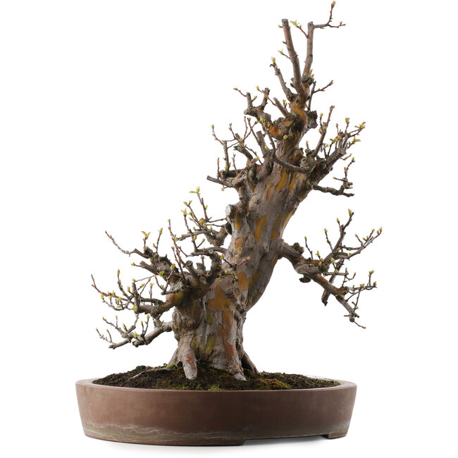 Pseudocydonia sinensis, 67 cm, ± 40 years old