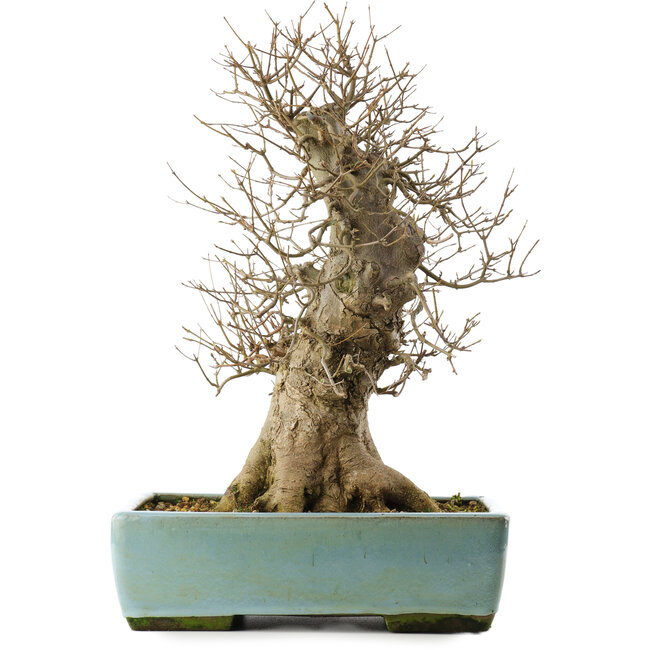 Acer buergerianum, 43 cm, ± 20 ans, dans un pot avec une fissure