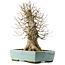 Acer buergerianum, 43 cm, ± 20 anni, in vaso con una fessura