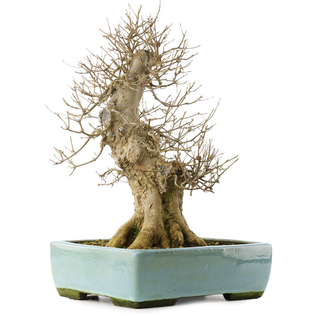 Acer buergerianum, 43 cm, ± 20 years old, in a pot with a crack