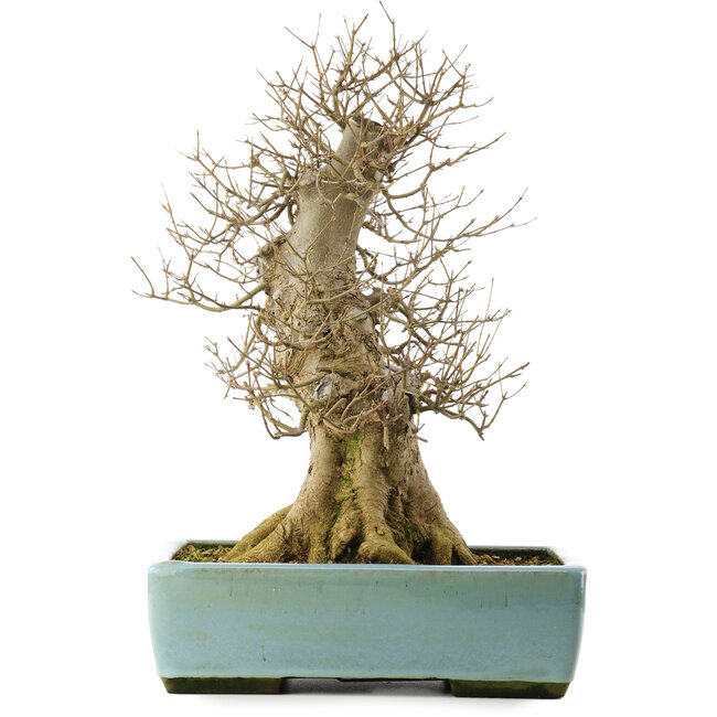 Acer buergerianum, 43 cm, ± 20 Jahre alt, in einem Topf mit Riss