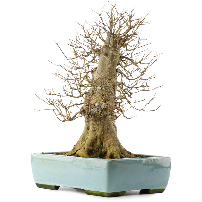 Acer buergerianum, 43 cm, ± 20 ans, dans un pot avec une fissure