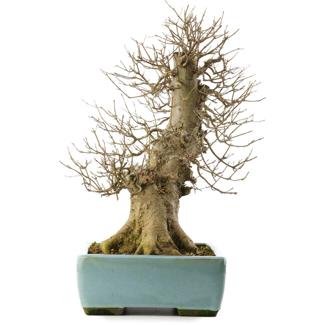 Acer buergerianum, 43 cm, ± 20 Jahre alt, in einem Topf mit Riss