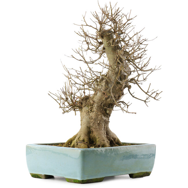 Acer buergerianum, 43 cm, ± 20 Jahre alt, in einem Topf mit Riss