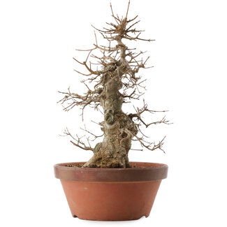 Acer buergerianum, 39,5 cm, ± 20 jaar oud