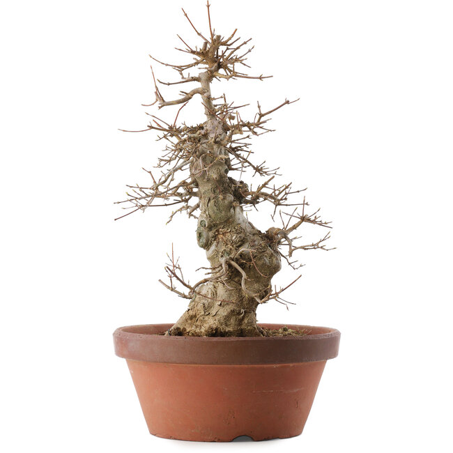 Acer buergerianum, 39,5 cm, ± 20 ans