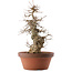 Acer buergerianum, 39,5 cm, ± 20 years old