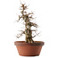 Acer buergerianum, 39,5 cm, ± 20 jaar oud