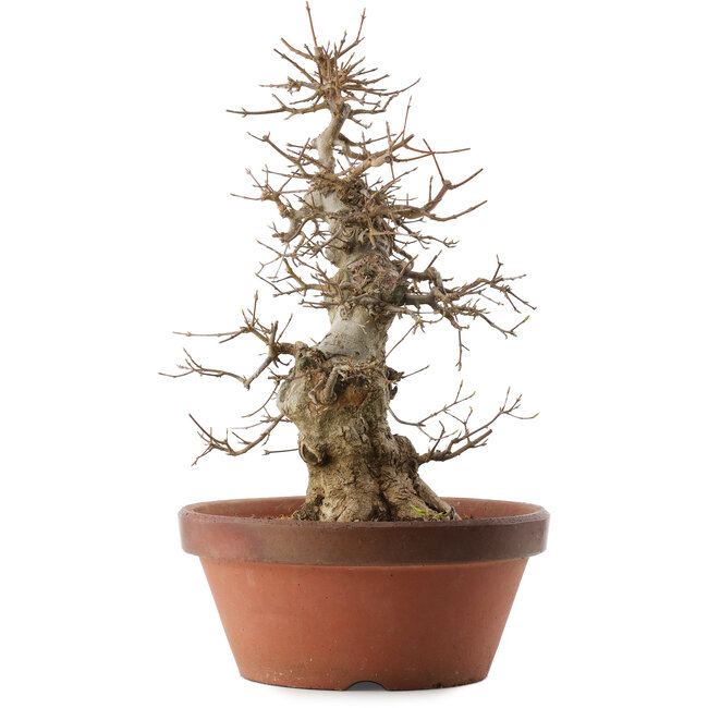 Acer buergerianum, 39,5 cm, ± 20 jaar oud