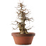 Acer buergerianum, 39,5 cm, ± 20 jaar oud