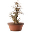 Acer buergerianum, 39,5 cm, ± 20 jaar oud