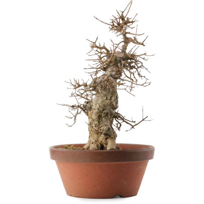 Acer buergerianum, 39,5 cm, ± 20 ans