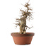 Acer buergerianum, 39,5 cm, ± 20 jaar oud