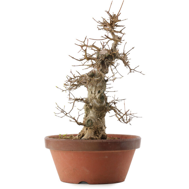 Acer buergerianum, 39,5 cm, ± 20 years old