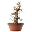 Acer buergerianum, 39,5 cm, ± 20 years old