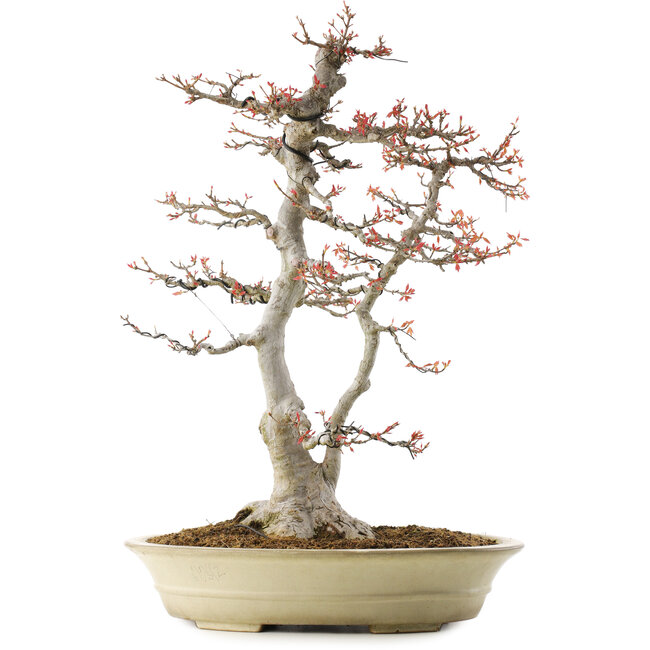 Acer buergerianum, 57 cm, ± 35 anni, con un nebari di 16 cm in un vaso giapponese fatto a mano da Reiho con più scheggiature