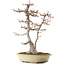 Acer buergerianum, 57 cm, ± 35 years old, with a nebari of 16cm in a handmade Japanese pot by Reiho with multiple chips