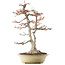 Acer buergerianum, 57 cm, ± 35 years old, with a nebari of 16cm in a handmade Japanese pot by Reiho with multiple chips