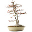 Acer buergerianum, 57 cm, ± 35 anni, con un nebari di 16 cm in un vaso giapponese fatto a mano da Reiho con più scheggiature
