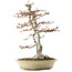 Acer buergerianum, 57 cm, ± 35 years old, with a nebari of 16cm in a handmade Japanese pot by Reiho with multiple chips