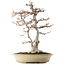 Acer buergerianum, 57 cm, ± 35 years old, with a nebari of 16cm in a handmade Japanese pot by Reiho with multiple chips