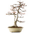 Acer buergerianum, 57 cm, ± 35 anni, con un nebari di 16 cm in un vaso giapponese fatto a mano da Reiho con più scheggiature