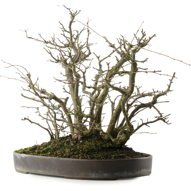 Pourthiaea villosa, 41 cm, ± 30 Jahre alt