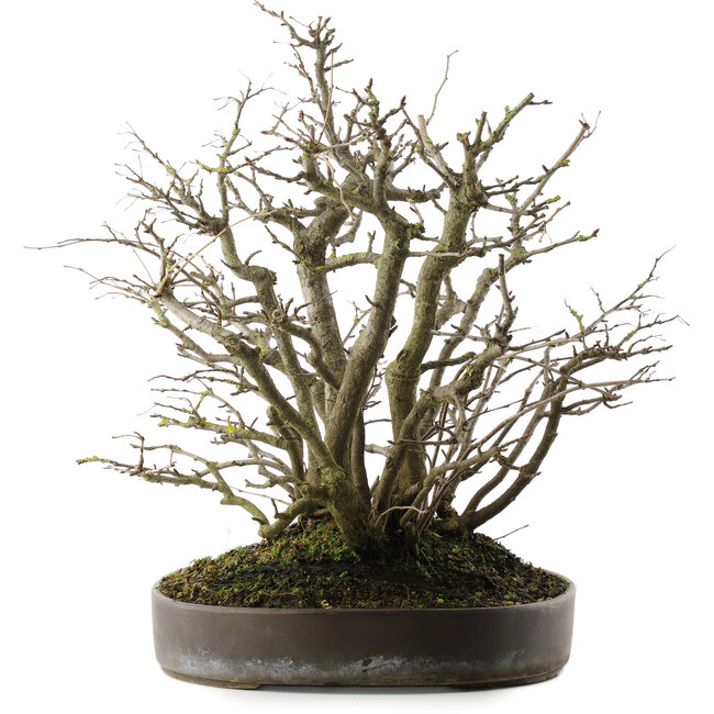 Pourthiaea villosa, 41 cm, ± 30 jaar oud