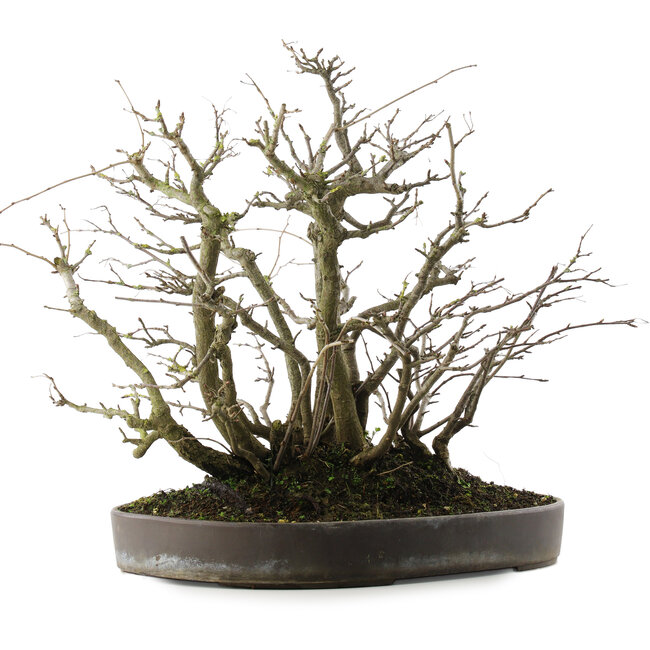 Pourthiaea villosa, 41 cm, ± 30 años