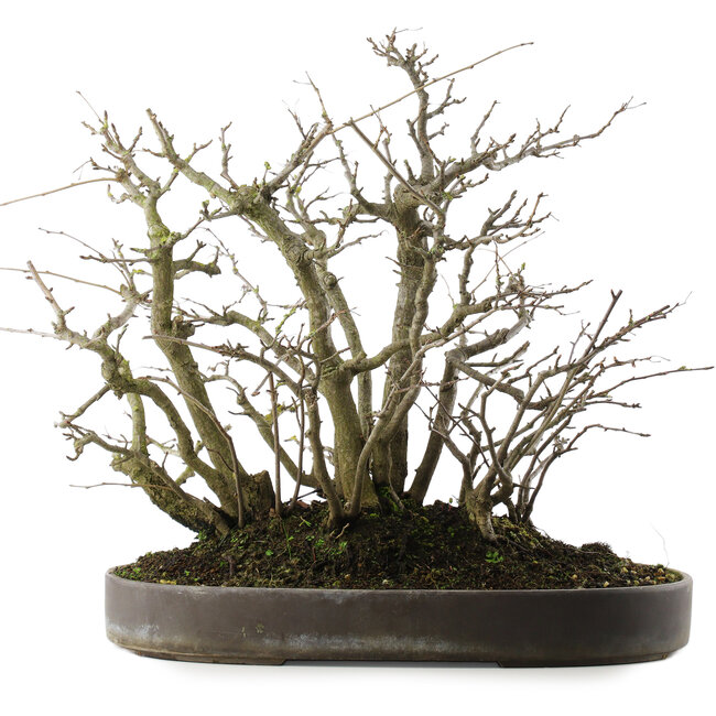 Pourthiaea villosa, 41 cm, ± 30 Jahre alt