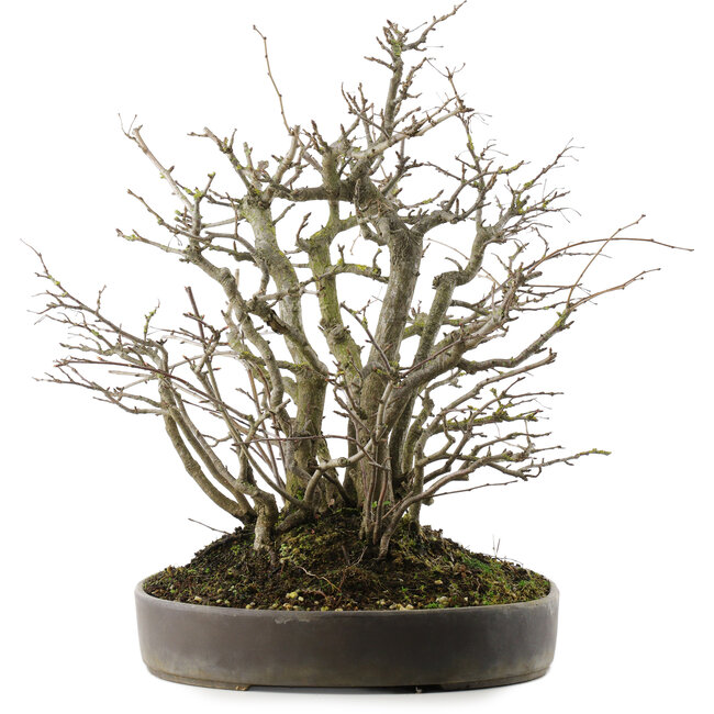 Pourthiaea villosa, 41 cm, ± 30 años