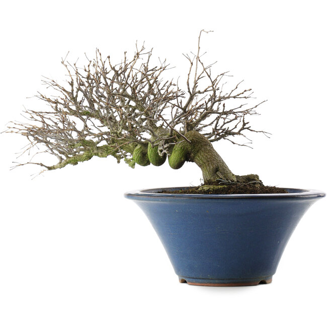 Pourthiaea villosa, 24 cm, ± 30 Jahre alt